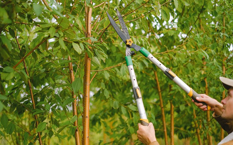 Tree trimming in Wibaux, MT